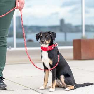 DOG Copenhagen Urban Explorer Collar